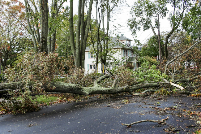 What You Need to Know About Tree Storm Damage | Holland's Tree Service
