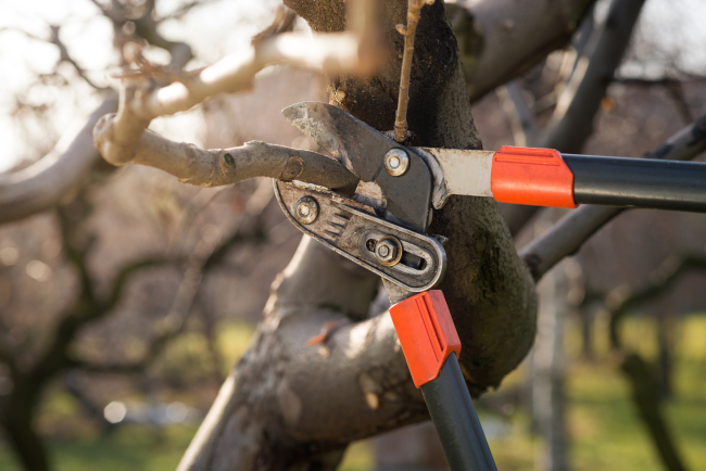Why Winter Is a Good Time for Tree Pruning | Holland's Tree Service